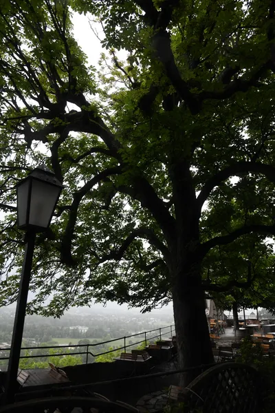 DSC_6388 (Large).JPG